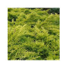 Bonsaï de jardin - JUNIPERUS media Pfitzeriana AUREA