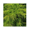 Bonsaï de jardin - JUNIPERUS media Pfitzeriana AUREA