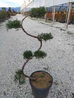 Bonsaï de jardin - JUNIPERUS media Pfitzeriana AUREA