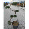 Bonsaï de jardin - JUNIPERUS media Pfitzeriana AUREA