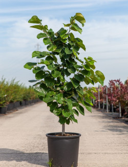 CERCIS chinensis AVONDALE En pot de 15-20 litres