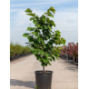 CERCIS chinensis AVONDALE En pot de 15-20 litres