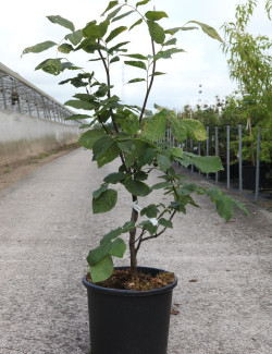 CLADRASTIS kentukea En pot de 15-20 litres