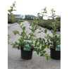 LONICERA fragrantissima En pot de 3-4 litres