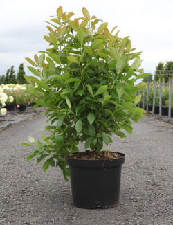 NYSSA sylvatica En pot de 10-12 litres