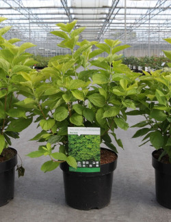 PHILADELPHUS coronarius AUREUS En pot de 4-5 litres