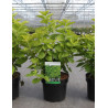 PHILADELPHUS coronarius AUREUS En pot de 4-5 litres