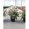 PHOTINIA fraseri LITTLE RED ROBIN En pot de 4-5 litres