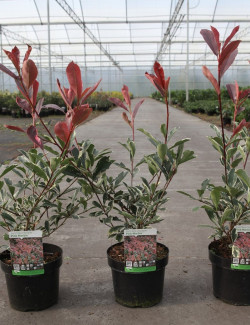 PHOTINIA fraseri PINK MARBLE En pot de 4-5 litres