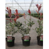 PHOTINIA fraseri PINK MARBLE En pot de 4-5 litres