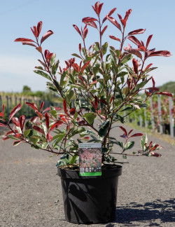 PHOTINIA fraseri PINK MARBLE En pot de 7-10 litres