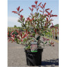 PHOTINIA fraseri PINK MARBLE En pot de 7-10 litres