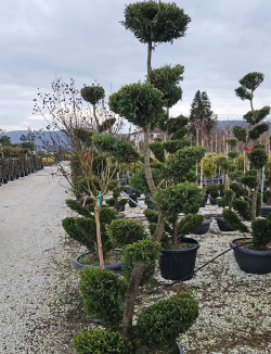 Bonsaï de jardin - CUPRESSOCYPARIS leylandii CASTLEWELLAN GOLD