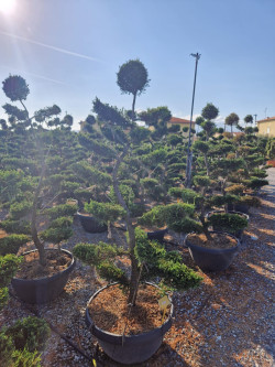 Bonsaï de jardin - CUPRESSOCYPARIS leylandii CASTLEWELLAN GOLD