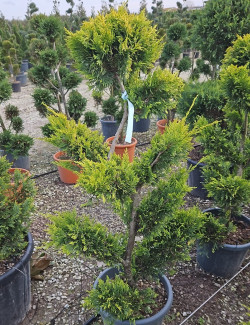 Bonsaï de jardin - CUPRESSOCYPARIS leylandii Gold Rider