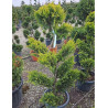 Bonsaï de jardin - CUPRESSOCYPARIS leylandii Gold Rider