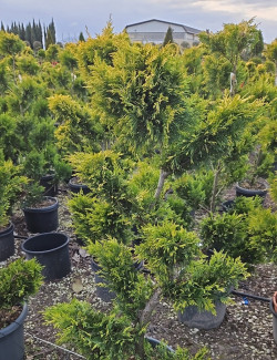 Bonsaï de jardin - CUPRESSOCYPARIS leylandii Gold Rider