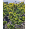 Bonsaï de jardin - CUPRESSOCYPARIS leylandii Gold Rider