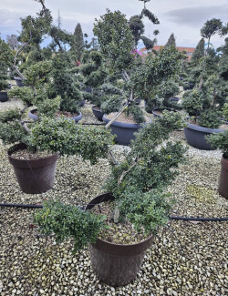 Bonsaï de jardin - ILEX crenata KINME