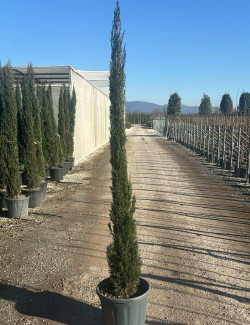 CUPRESSUS sempervirens STRICTA En pot de 25-30 litres