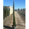 CUPRESSUS sempervirens STRICTA En pot de 25-30 litres