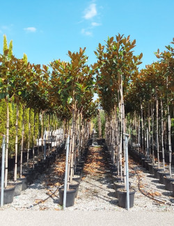 MAGNOLIA grandiflora GALISSONIENSIS En pot de 35-50 litres forme tige hauteur du tronc 180-200 cm
