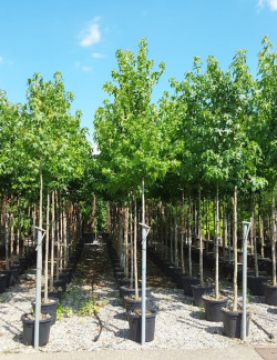 LIQUIDAMBAR styraciflua En pot de 50-70 litres forme tige hauteur du tronc 180-200 cm