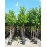 LIQUIDAMBAR styraciflua En pot de 50-70 litres forme tige hauteur du tronc 180-200 cm