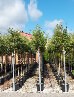 QUERCUS ilex En pot de 30-35 litres forme tige hauteur du tronc 180-200 cm