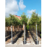 QUERCUS ilex En pot de 30-35 litres forme tige hauteur du tronc 180-200 cm