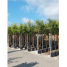 QUERCUS ilex En pot de 30-35 litres forme tige hauteur du tronc 180-200 cm