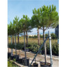 PINUS PINEA
