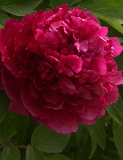PAEONIA suffruticosa BAI YUAN HONG XIA