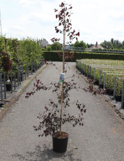 BETULA CRIMSON FROST En pot de 15-20 litres forme baliveau