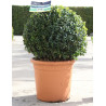 BUXUS sempervirens