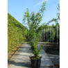 LABURNUM anagyroides En pot de 70-90 litres
