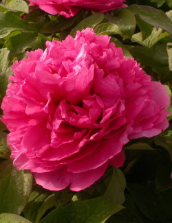 PAEONIA suffruticosa JUAN YE HONG