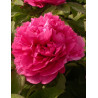 PAEONIA suffruticosa JUAN YE HONG