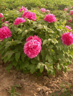 PAEONIA suffruticosa JUAN YE HONG