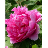 PAEONIA suffruticosa LU HE HONG