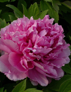 PAEONIA suffruticosa LU HE HONG