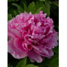 PAEONIA suffruticosa LU HE HONG