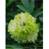PAEONIA suffruticosa LU MU YING YU