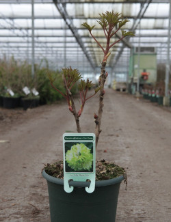 PAEONIA suffruticosa En pot de 5-7 litres