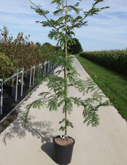 GLEDITSIA triacanthos SUNBURST En pot de 15-20 litres forme baliveau