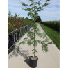 GLEDITSIA triacanthos SUNBURST En pot de 15-20 litres forme baliveau