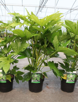 FATSIA japonica ou sieboldii En pot de 4-5 litres