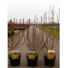 FORSYTHIA intermedia WEEK END En pot de 4-5 litres