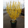 FORSYTHIA intermedia WEEK END En pot de 10-12 litres