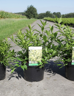 FORSYTHIA intermedia MAREE D'OR En pot de 3-4 litres